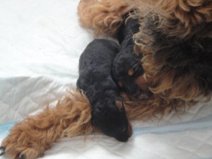 welsh terrier puppies